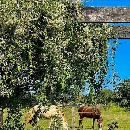 Wooden Near The Baltic Sea *